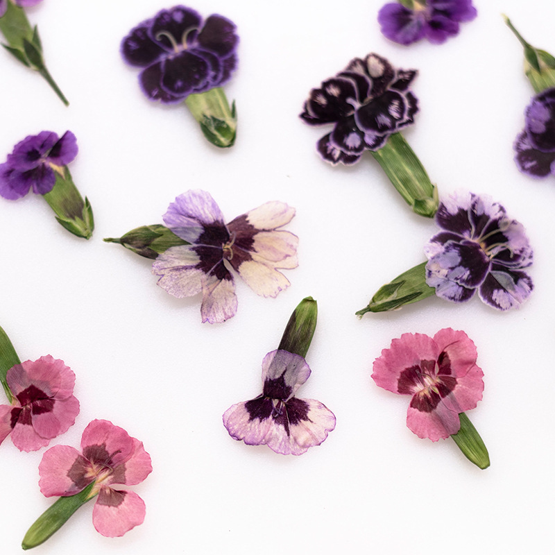 Resin Art Baby - 24 Stück, gepresste getrocknete Dianthus-Blumen, echte